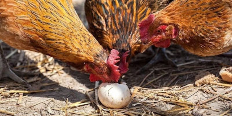 Bật mí các nguyên nhân gà mái ăn trứng thường gặp nhất