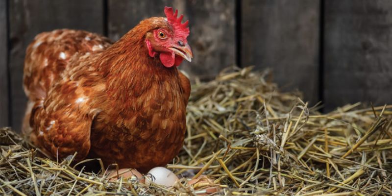 Bí quyết loại bỏ tật - nguyên nhân gà mái ăn trứng