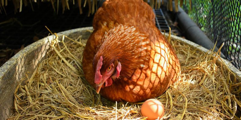 Cách phòng xuất hiện các nguyên nhân gà mái ăn trứng