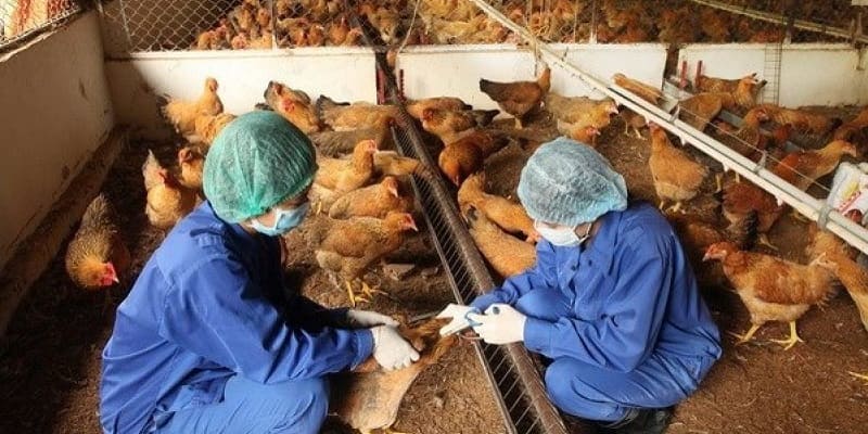 Cần phải tiêm vacxin phòng bệnh, tăng sức đề kháng cho gà trong mùa đông