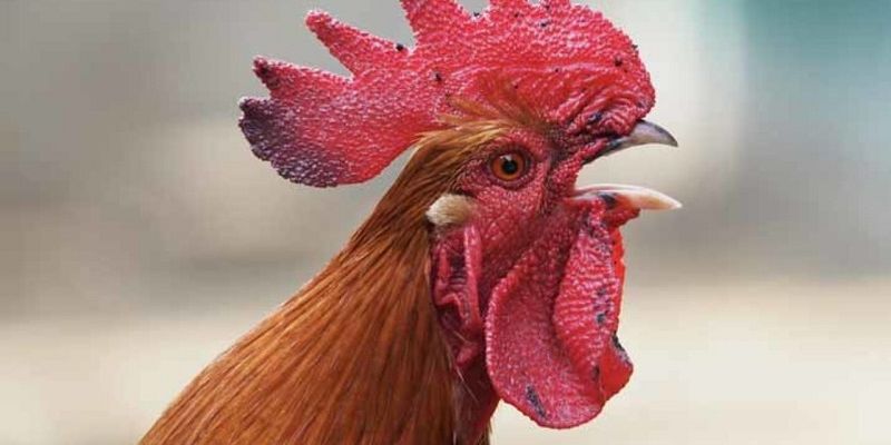 Chia sẻ cách chữa trị cho gà bị nấm họng